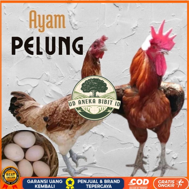 

telur ayam pelung jumbo super untuk di tetaskan UD ANEKA BIBIT ID