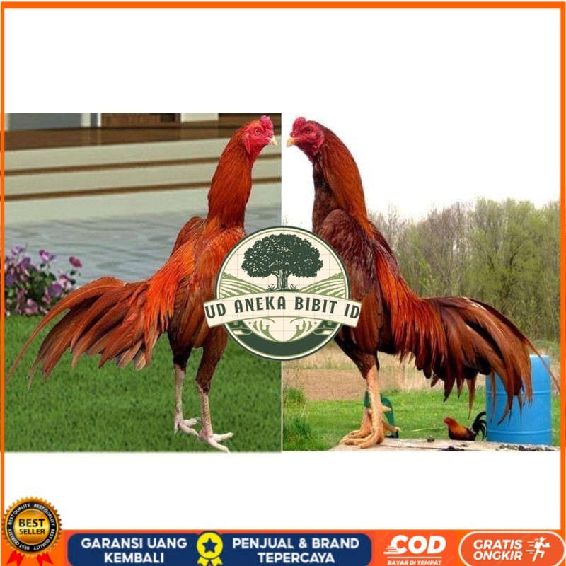 

BIRMA SUPER TELUR FRESH MURAHH.... UD ANEKA BIBIT ID