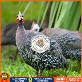 

Telur ayam mutiara hias fertil asli siap ditetaskan - ayam mutiara UD GHANIYY BIBIT ID