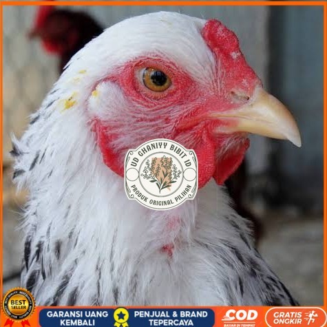 

Telur ayam arab / telur ayam hias / telur fertil siap tetas UD GHANIYY BIBIT ID