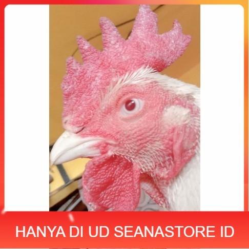 

Telur ayam hias bangkok albino mata merah fertil asli siap ditetaskan - ayam albino UD SEANASTORE ID