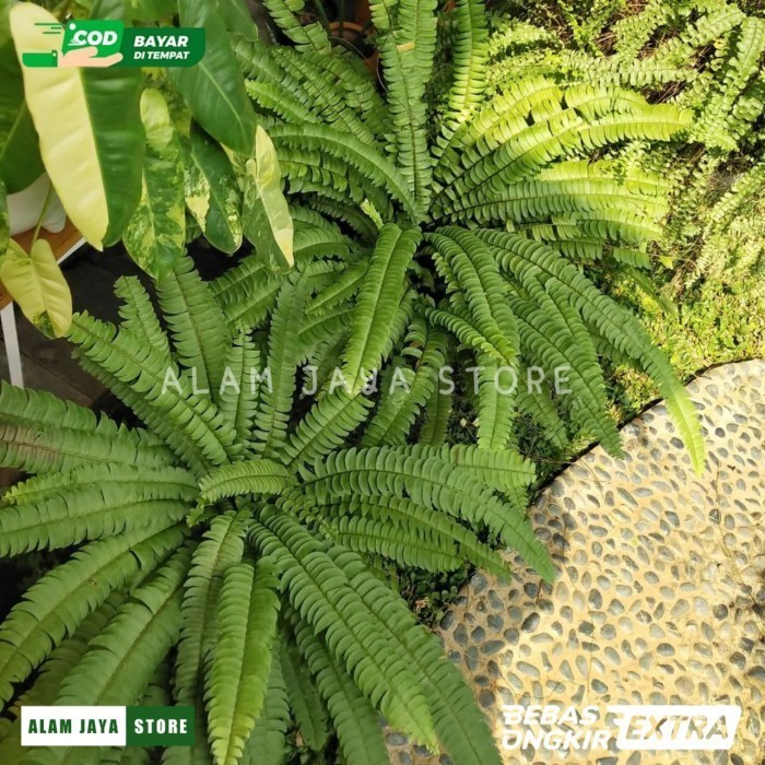 

Extra Herbal Tanaman hias pakis boston jumbo