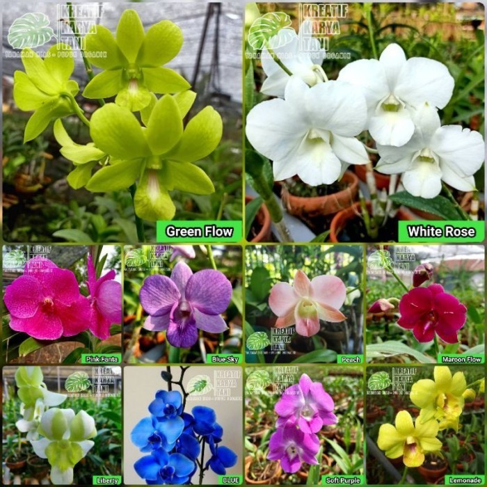 A.L Anggrek dendrobium jumbo - Anggrek Dendrobium ukuran jumbo