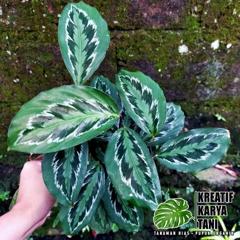 Tanaman hias calathea medalion - Calathea medalion merak