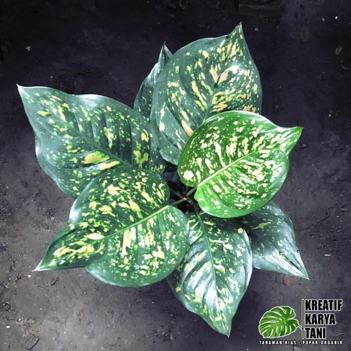 Tanaman hias aglonema ruby chiangmay - Aglonema ruby chiang mai