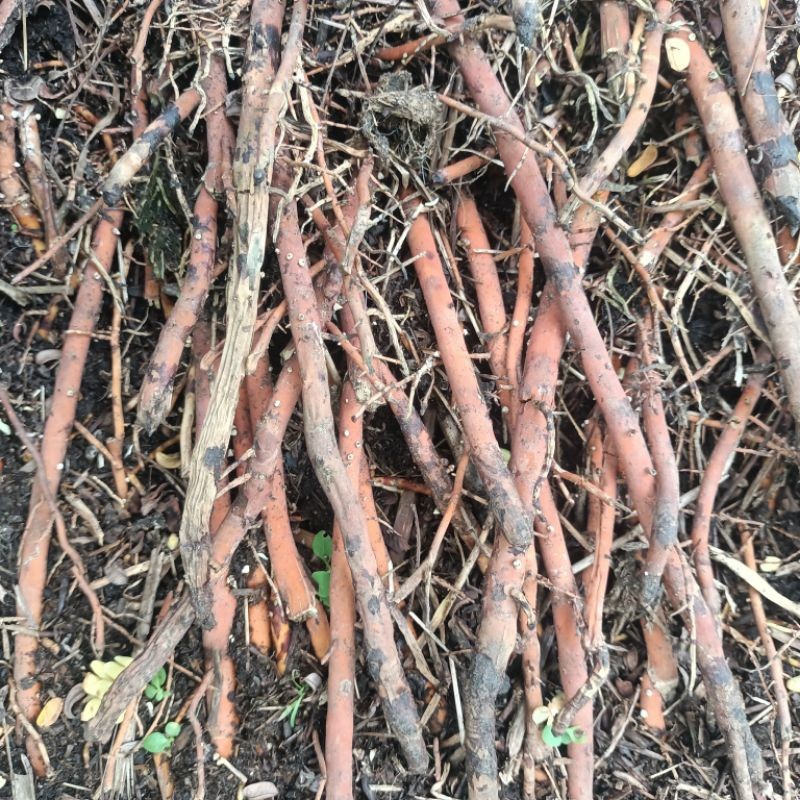 

Akar Pohon Kelapa 250 gram