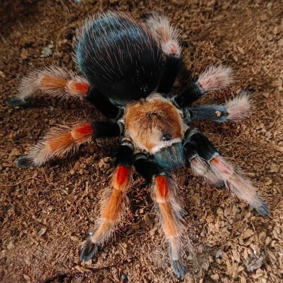 Tarantula Brachypelma Boehmei Betina Garansi - 10-12cm Real Size dengan Jangkrik