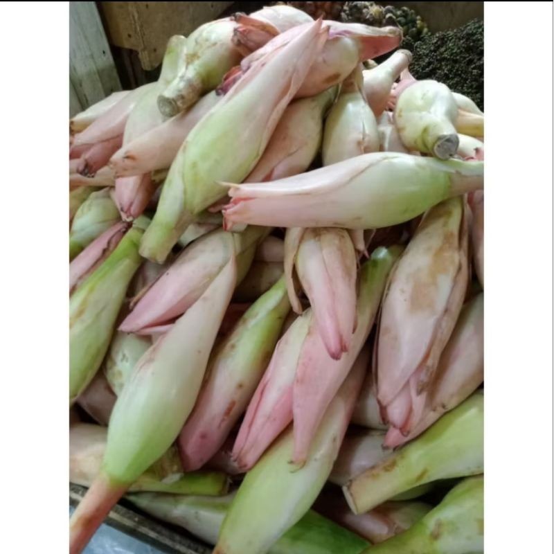 

jual kembang kecombrang/500g