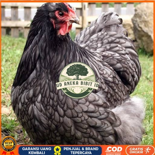 

Telur ayam bantam chocin / telur ayam hias / telur fertil siap tetas UD ANEKA BIBIT ID