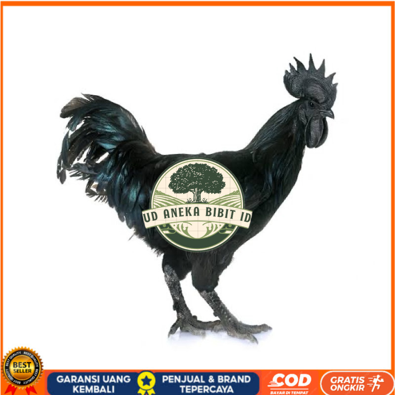 

TELUR FERTIL AYAM CEMANI LH UNTUK DI TETASKAN UD ANEKA BIBIT ID