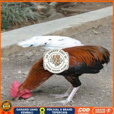 

Telur ayam tukung / telur ayam hias / telur fertil siap ditetaskan UD GHANIYY BIBIT ID