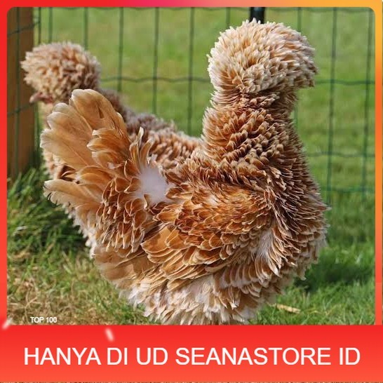 

Telur ayam poland / telur ayam hias / telur fertil siap kirim UD SEANASTORE ID