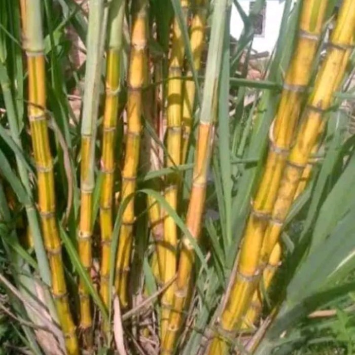 

Extra Herbal Tebu kuning segar bibit dan konsumsi 1 kg