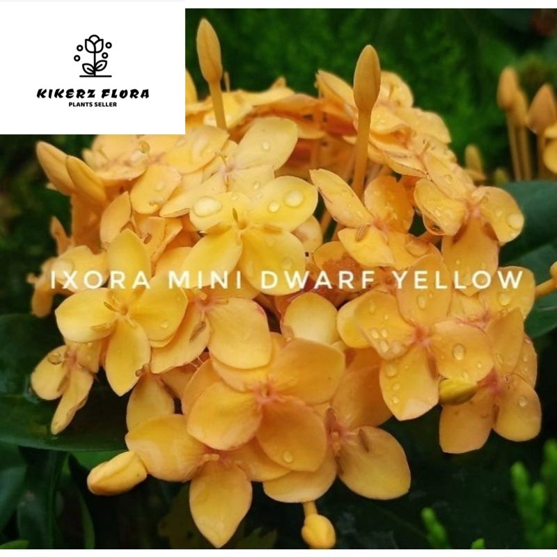BUNGA ASOKA HAWAI KUNING / ASOKA KUNING DAUN BESAR