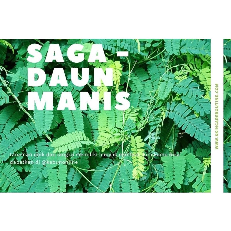

Daun Saga Rambat Segar Manfaat Khasiat