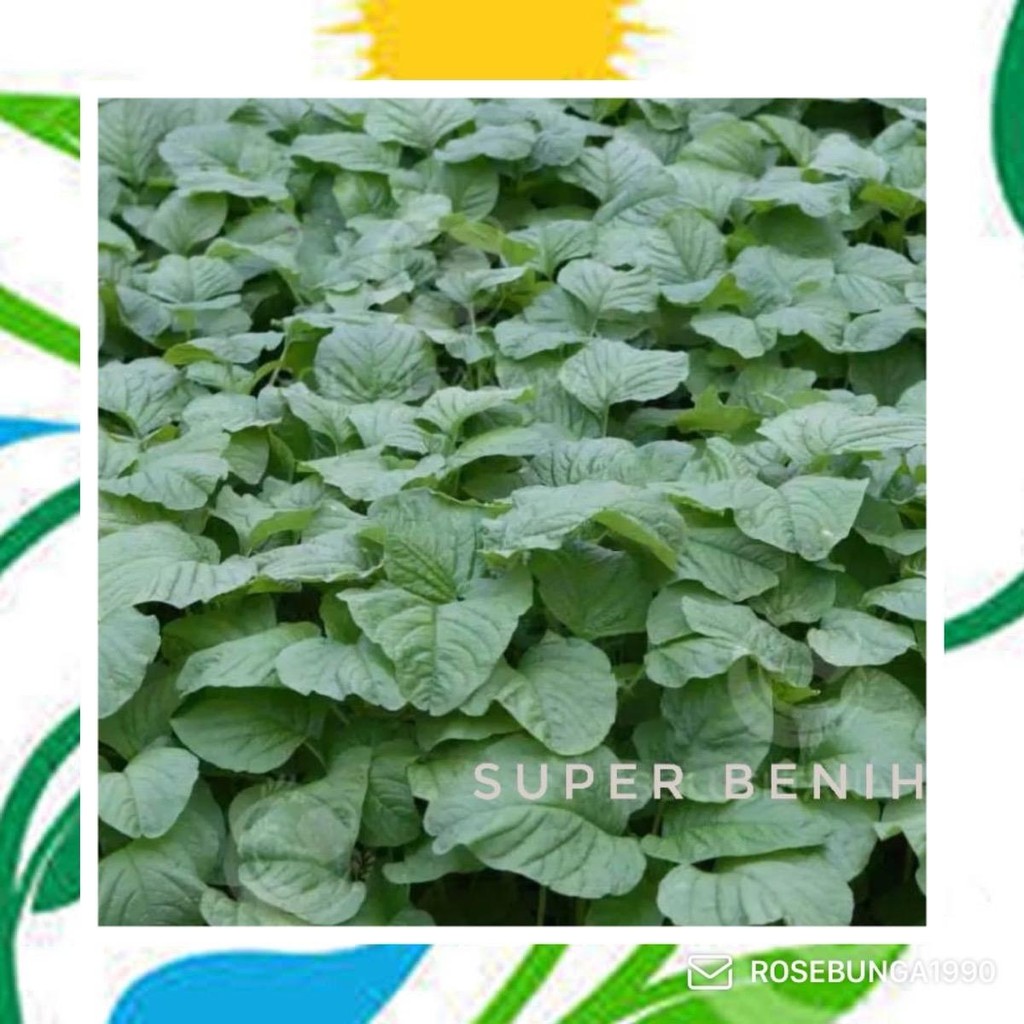 5000  Benih Bayam Hijau SUPER - Ta Fung -de'94