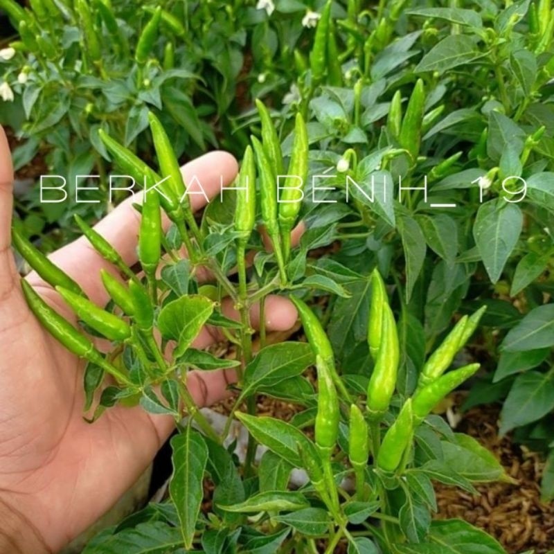 SUPERAN 250+ BENIH CABAI RAWIT HIJAU PREMIUM BIBIT UNGGUL SIAP TANAM