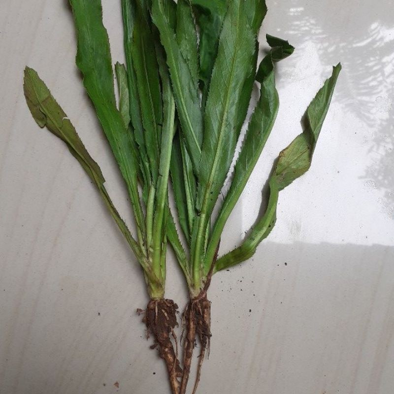 

walang sangit per 2 pohon fresh segar