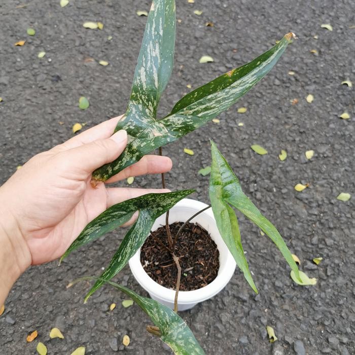 cyrtosperma beccarianum 3