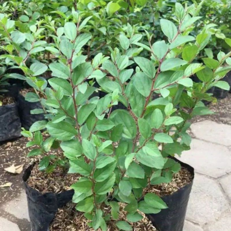 Bibit Bidara Arab Asli