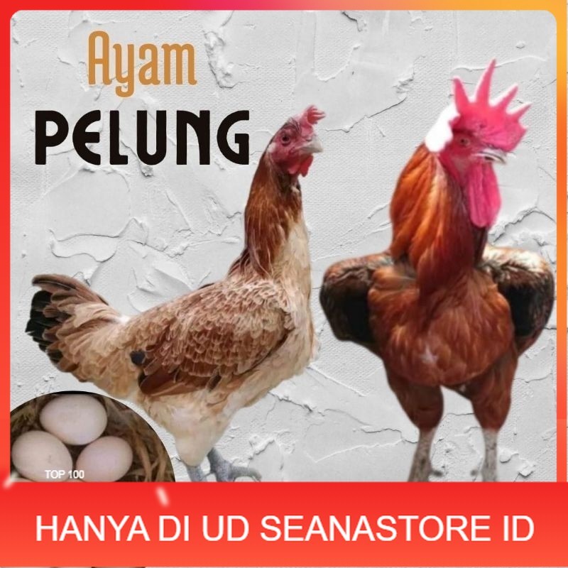 

telur ayam pelung jumbo super untuk di tetaskan UD SEANASTORE ID