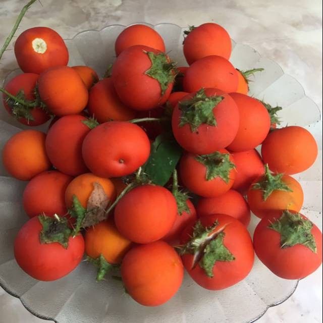 

Termurah Buah terung pari segar 100gram terong duri siap ambil ke kebun