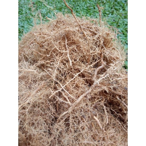 Media Tanam Humus Akar Bambu/Akar Bambu Steril Siap Pakai 500Gram