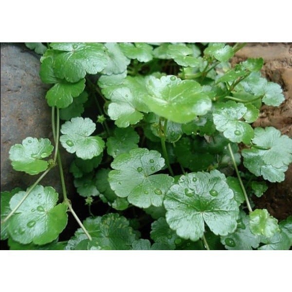 

Daun Pegagan Segar atau Antanan atau Semanggi Gunung 700 gram ready stok