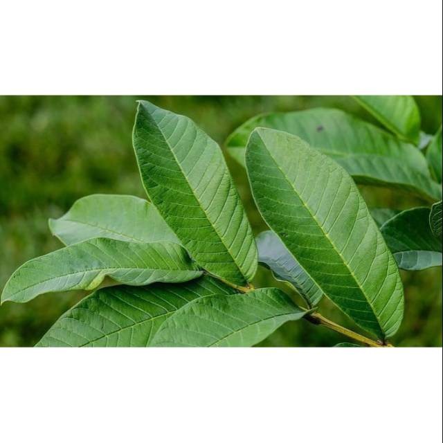 

( +50 lembar ) Daun jambu biji fresh di petik langsung