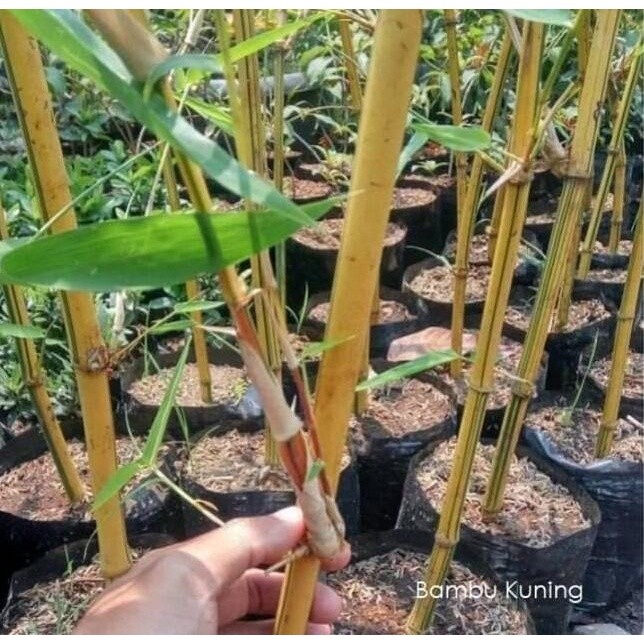 bambu kuning/Hiasan rumah/ Bambu hiasan/ Bambu kuning asli