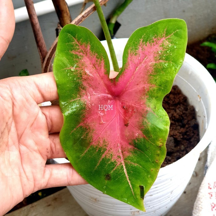 

keladi merah lipstik - keladi tanaman hias calatium red