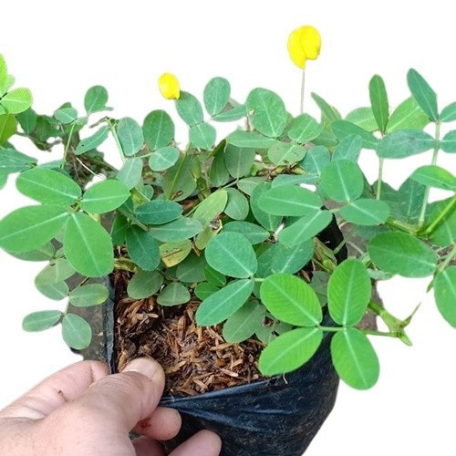 

Bibit Tanaman Hias Landep Arachis pintoi
