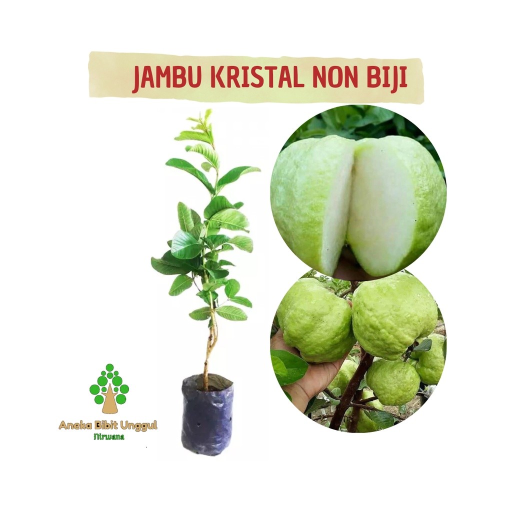 BIBIT BUAH JAMBU KRISTAL NON BIJI - BIBIT JAMBU KRISTAL TANPA BIJI - BIBIT JAMBU KRISTAL CANGKOK