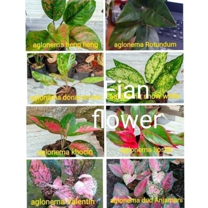 tanaman hias 8 paket bungga anglonema -