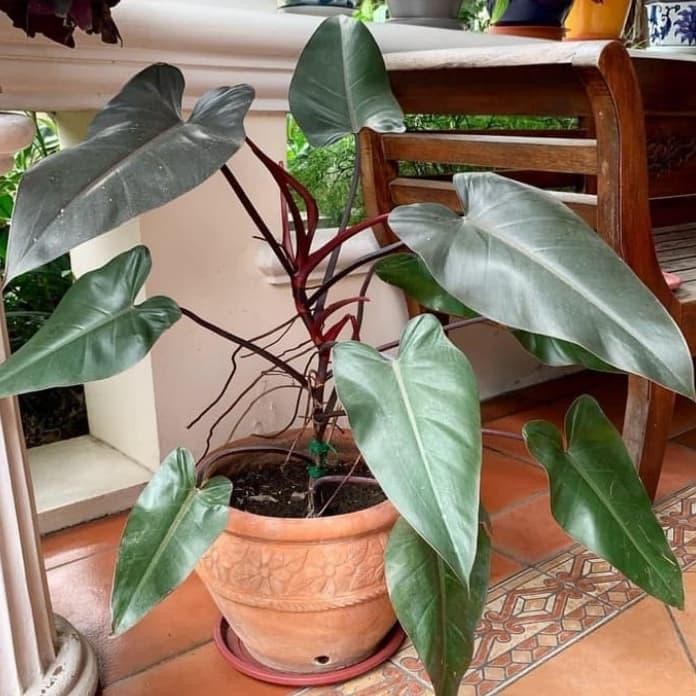 tanaman hias philodendron Black majesty - Philodendron Black emerald