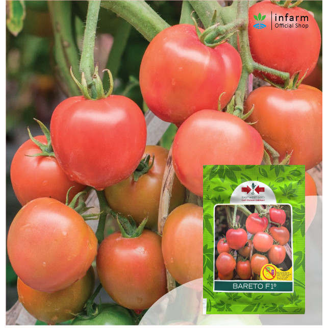 INFARM - Bibit Tomat Bareto F1 Benih Tomat Bareto 1750 Biji Original subur