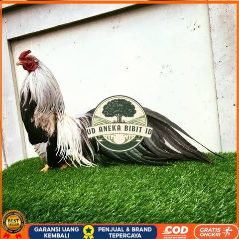 

Telur ayam hias ga tre than chau fertil siap ditetaskan Langsung UD ANEKA BIBIT ID