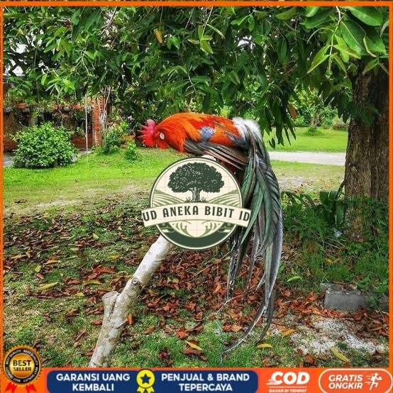 

Telur ayam phoenix onagadori / telur ayam hias fertil siap cod UD ANEKA BIBIT ID