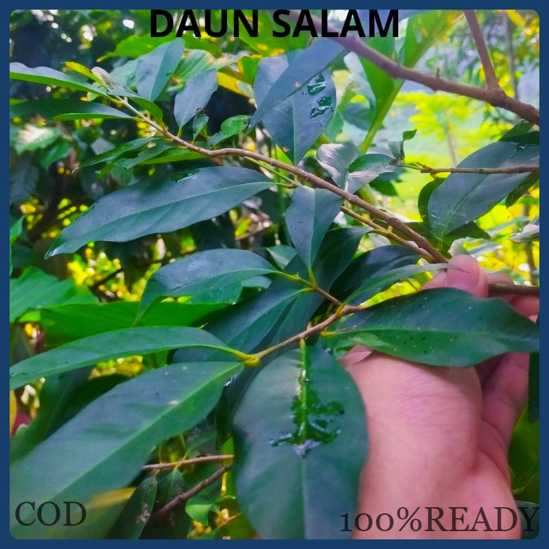 

Daun Salam Bumbu Dapur Penyedap Masakan Segar 100%READY