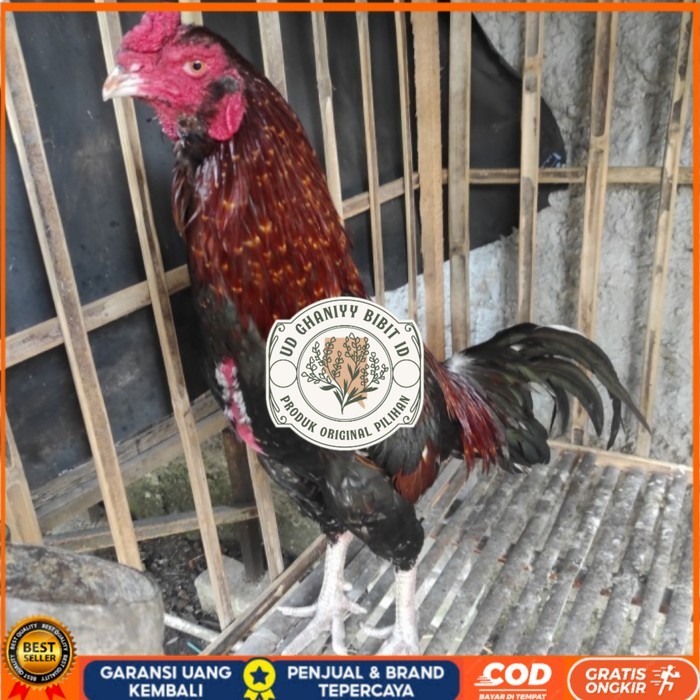 

Telur ayam bangkok birma fertil / ayam petarung aduan bisa ditetaskan Langsung UD GHANIYY BIBIT ID