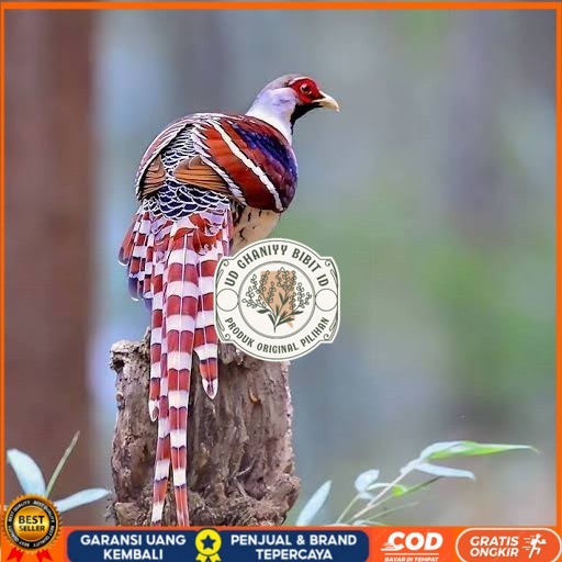 

Telur ayam hias ringneck hume's pheasant fertil untuk ditetaskan UD GHANIYY BIBIT ID