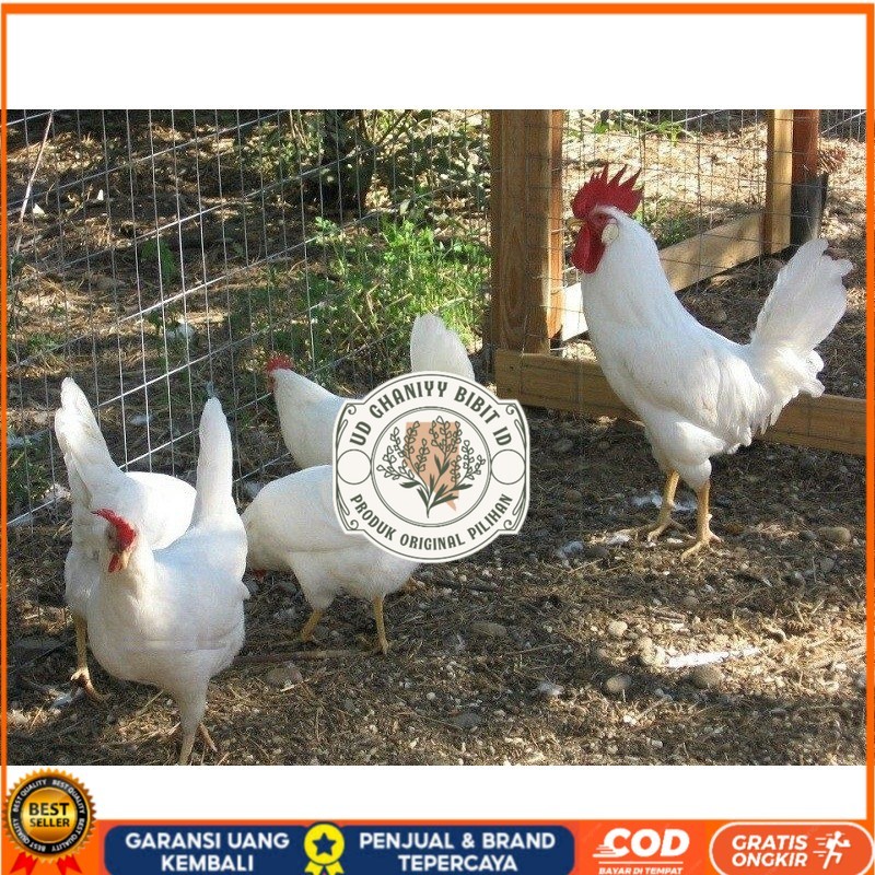 

TELUR AYAM ARAB WHITE UNTUK DI TETASKAN UD GHANIYY BIBIT ID