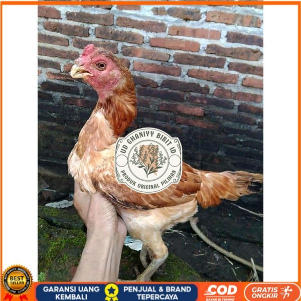 

Asel Beak Parrot terlur terlaris UD GHANIYY BIBIT ID