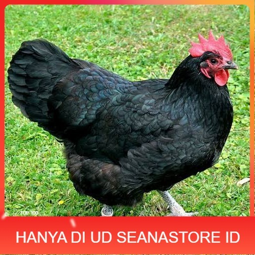 

Telur ayam black australorp fertil asli siap ditetaskan UD SEANASTORE ID