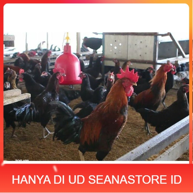 

TELUR AYAM KUB 2 JALUR PETELUR TANGGUH UNTUK DI TETASKAN UD SEANASTORE ID