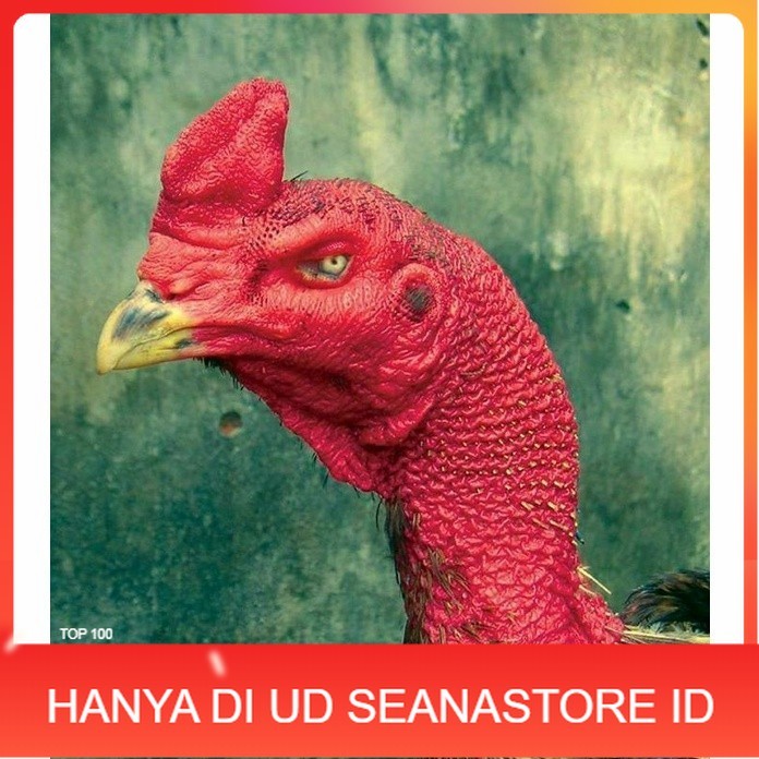 

telur ayam petarung saigon fertil asli siap ditetaskan - ayam saigon UD SEANASTORE ID