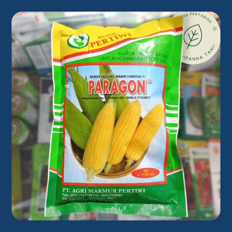 BENIH PARAGON – BENIH JAGUNG MANIS HIBRIDA F1 | BIBIT SAYURAN JAGUNG MANIS