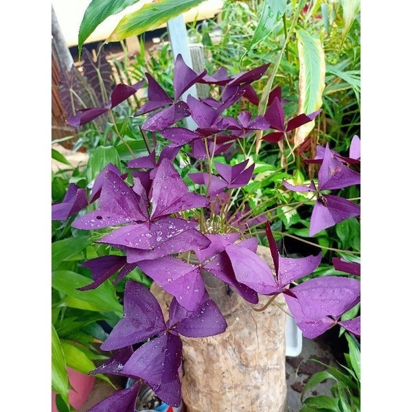 

Extra Herbal Tanaman Hias Daun Kupu Kupu Ungu BUTTERFLY CUTE