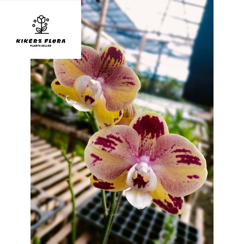 Anggrek bulan kuning sembur merah dewasa spike