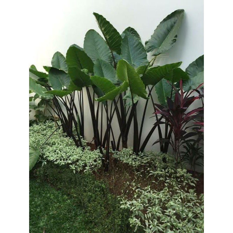 Tanaman hias sente hitam - alocasia talas hitam